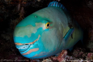 Parrot fish with guest by Pietro Cremone 
